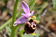 Ophrys vetula Ophrys vetula